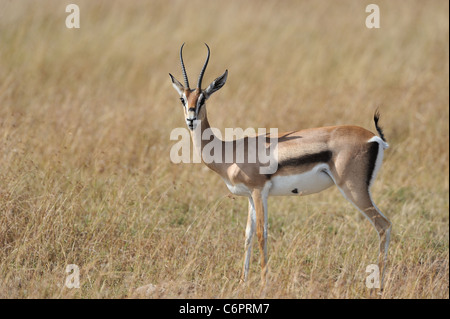 Thomson es Gazelle - Tommie - Tommy (Eudorcas Thomsonii - Gazella Thomsonii) männlich stehend in den Rasen in der Maasai Mara Stockfoto