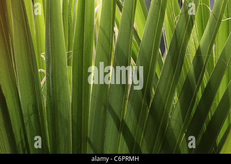 Sonnenlicht durch überlappende Palmwedel Stockfoto