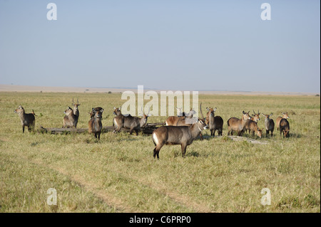 Defassa Wasserbock (Kobus Defassa) Herde stehen auf der Wiese in Masai Mara Stockfoto