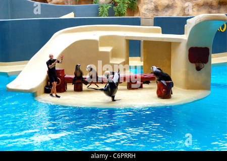 Die Seelöwen zeigen im Loro Parque, Teneriffa, Spanien Stockfoto