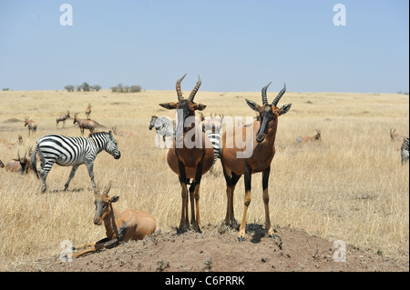 Topi (Damaliscus Lunatus Topi) stehend auf einem Hügel in der Masai Mara Wildreservat Kenia - Ostafrika Stockfoto