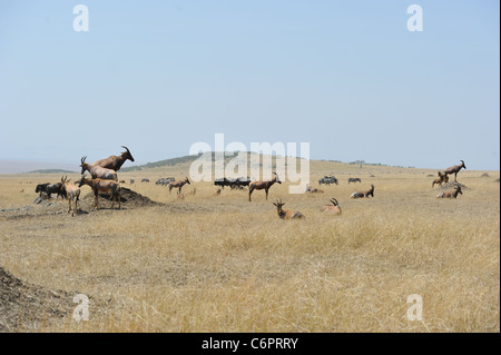 Topi (Damaliscus Lunatus Topi) stehend auf einem Hügel in der Masai Mara Wildreservat Kenia - Ostafrika Stockfoto