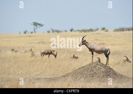 Topi (Damaliscus Lunatus Topi) stehend auf einem Hügel in der Masai Mara Wildreservat Kenia - Ostafrika Stockfoto