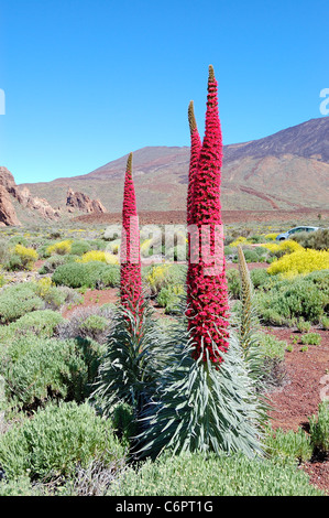 Echium Wildpretii Pflanze auch bekannt als Turm der Juwelen, rote Bugloss, Teneriffa, Spanien Stockfoto