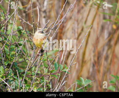 Thront männlichen Zaunammer Bunting (Emberiza Cirlus) an Prawle Stelle in South Devon Stockfoto