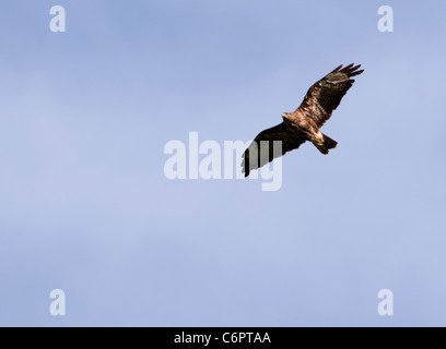 Erwachsenen Mäusebussard (Buteo Buteo) schweben hoch auf Thermik auf der Suche nach Beute Stockfoto