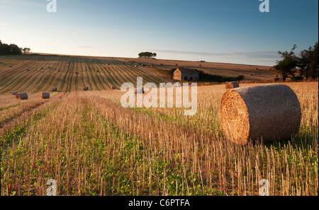 Heu-Ballen und verfallenen Scheune bei Sonnenuntergang auf dem South Devon Land Stockfoto