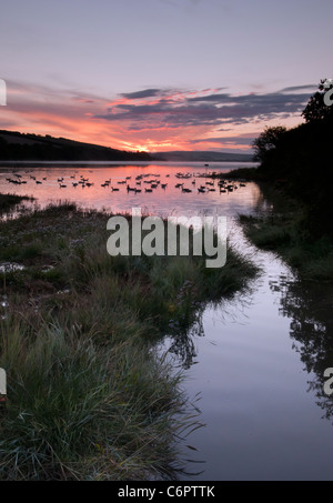 Herde von Kanadagänse bei Sonnenaufgang entlang der Mündung des Kingsbridge in der Nähe von Salcombe Stockfoto