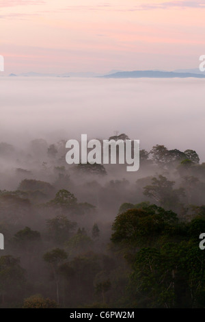 Regenwald-Nationalpark Madidi bei Sonnenaufgang mit Nebel über den Park, bolivianischen Amazonas Stockfoto