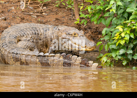 Wilde brillentragende Kaiman im Madidi Mosaik (Pampa Del Rio Yacuma), Südamerika - auch als gemeinsame oder weißen Kaiman Stockfoto