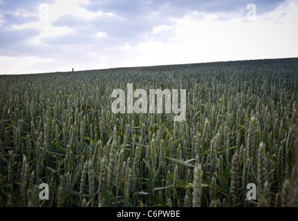 blauer Himmel über grüne Wheet. Landschaft im Südwesten Deutschlands Stockfoto