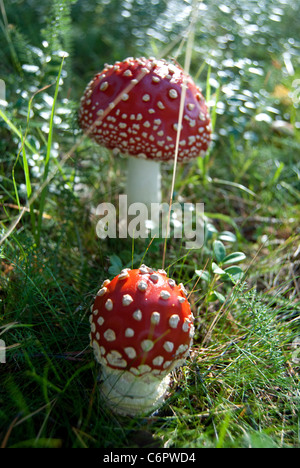 Zwei giftige Fliegenpilze im Spätsommer. Sorsele - Schweden Stockfoto