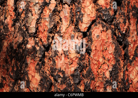 Kiefer Baumrinde beschädigt durch Feuer im Bandelier National Monument, New Mexico, USA. Stockfoto