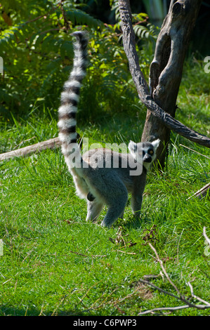 Ein männlicher Ring-tailed Lemur. Stockfoto