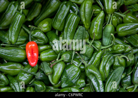 Padron kleine grüne Paprika, lecker aber... versteckt sich eine Überraschung... eine sehr, sehr heiß werden kann. Das rote ist sehr ungewöhnlich. Stockfoto