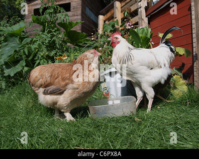 Faverolles (links) Henne und Licht Sussex Hahn auf der Rückseite Garten. UK Stockfoto