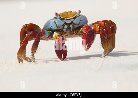 Sally Lightfoot Crab (Grapsus Grips) an einem Sandstrand, Floreana Island im Galapagos National Park Stockfoto