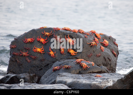 Sally Lightfoot Crab (Grapsus grapsus) packendes Lavastein in der Gezeitenzone im Galapagos Nationalpark Stockfoto