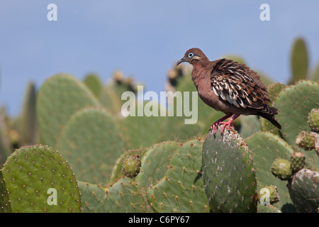 Galapagos Dove (Zenaida galapagoensis) auf dem Kaktus der Stachelpfeife (Opuntia galapageia) Stockfoto