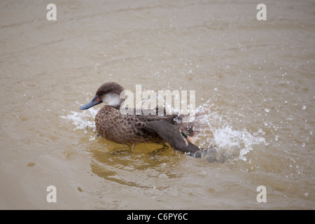 Galapagos-Weißschwanz-Ente (Anas bahamensis galapagensis) Planschen und Baden im Wasser einer Küstensalzlagune. Stockfoto