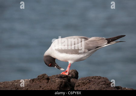 Zinnenkranz Gull (Creagrus Furcatus) Stockfoto