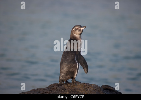 Galapagos-Pinguin steht auf Lavafelsen im Pazifischen Ozean. Spheniscus mendiculus Stockfoto