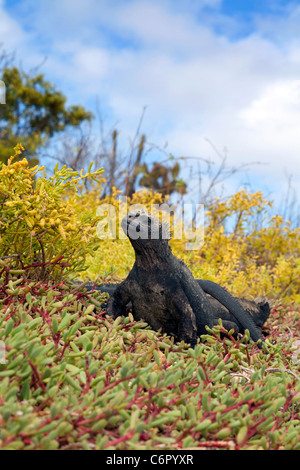 Marine Iguana in Dragon Hill, Galapagos-Inseln, Ecuador Stockfoto