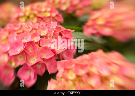 Hortensie, Lensbaby Double Glass Optic mit + 4 Makro Stockfoto
