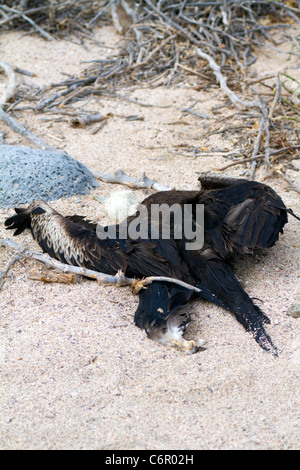 Tote Jugendliche großen Fregattvogel, North Seymour, Galapagos Stockfoto