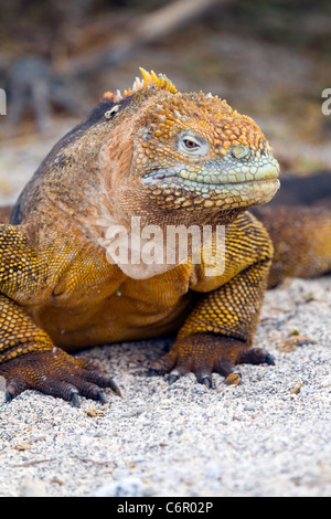 Landen Sie, Leguan, North Seymour, Galapagos-Inseln, Ecuador Stockfoto