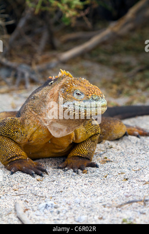 Landen Sie, Leguan, North Seymour, Galapagos-Inseln, Ecuador Stockfoto