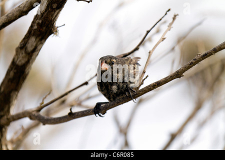 Weibliche Großbaum Finch in Santa Fe Island, Galapagos Stockfoto