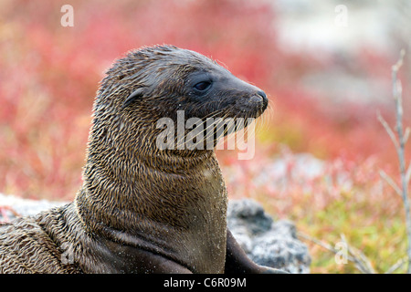 Young-Galapagos-Seelöwe Pup bei Sombrero Chino, Galapagos-Inseln, Ecuador Stockfoto