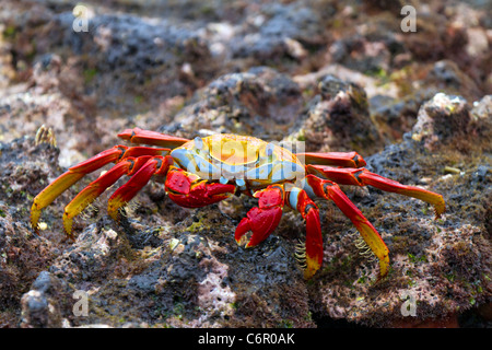 Sally Lightfoot Krabben essen im Sombrero Chino, Galapagos-Inseln, Ecuador Stockfoto