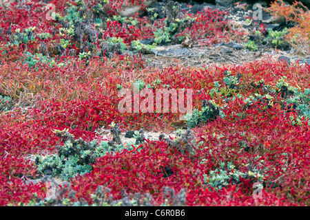 Roten Teppich Galapagos Unkraut, Sombrero Chino, Galapagos-Inseln Stockfoto