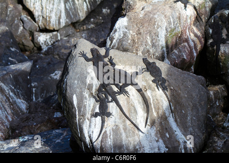 Familie der Marine Leguane Sonne backen auf Felsen am South Plaza, Galapagos Stockfoto