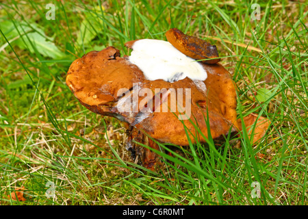 Steinpilze Pilze in einer Waldlichtung Stockfoto