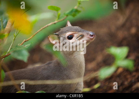 Ein blauer Duiker durch die Äste bei Butterfly World, Klapmuts, Südafrika. Stockfoto