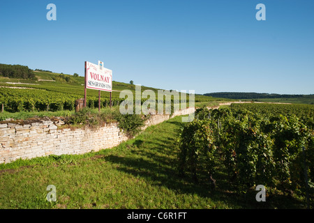 Weinberge am Hang in Volnay in Burgund, Frankreich. Stockfoto