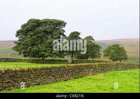 Eichen und Trockenmauern schaffen eine friedliche pastorale Szene in West Yorkshire, England Stockfoto