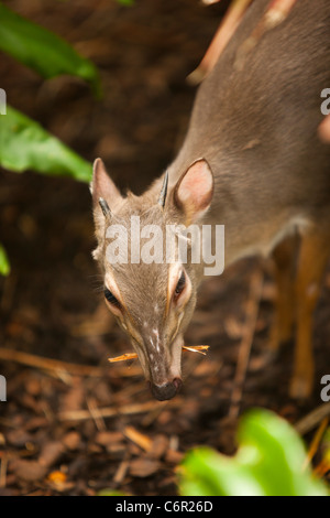 Ein blauer Duiker Essen Stroh im Butterfly World in Klapmuts, Südafrika Stockfoto