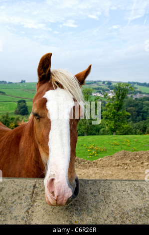 Der Kopf des Pferdes hautnah, wie es über eine Mauer aussieht Stockfoto