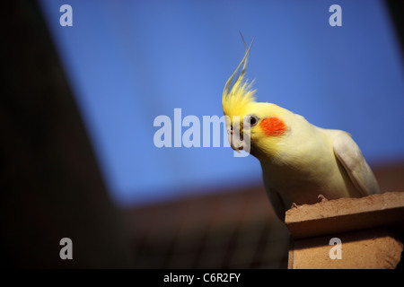 Ein Nymphensittich sitzt auf einem Felsvorsprung, schaut sich um Butterfly World in Klapmuts, Südafrika. Stockfoto