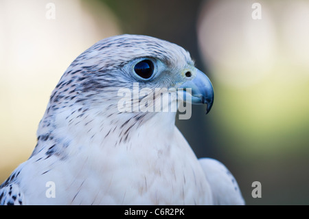 Nahaufnahme eines Saker Falcon (Falco cherrug), Italien Stockfoto
