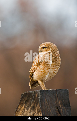 Kanincheneule Stockfoto