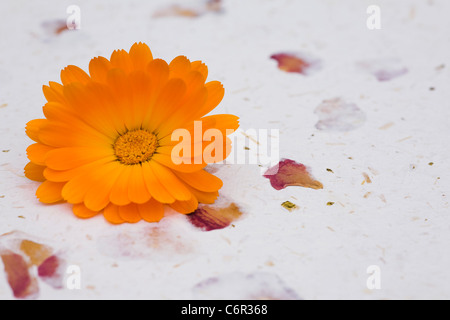 Calendula Officinalis. Einzelne Ringelblume-Blume auf handgeschöpftem Papierhintergrund. Stockfoto