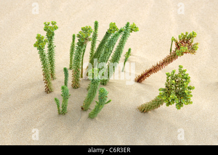 Meer-Wolfsmilch, Euphorbia Paralias, Euphorbiaceae. Nationalpark von Corralejo, Fuerteventura, Kanarische Inseln. Stockfoto