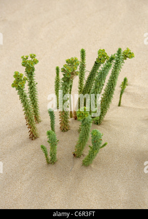 Meer-Wolfsmilch, Euphorbia Paralias, Euphorbiaceae. Nationalpark von Corralejo, Fuerteventura, Kanarische Inseln. Stockfoto