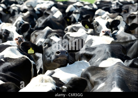 Tagged Friesen Kuh Blick direkt in die Kamera Stockfoto