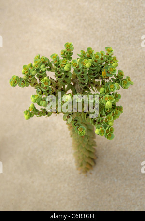 Meer-Wolfsmilch, Euphorbia Paralias, Euphorbiaceae. Nationalpark von Corralejo, Fuerteventura, Kanarische Inseln. Stockfoto